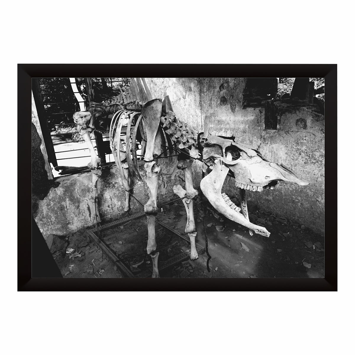 Animal Skeleton Black & White Wall Art | Wildlife Photography