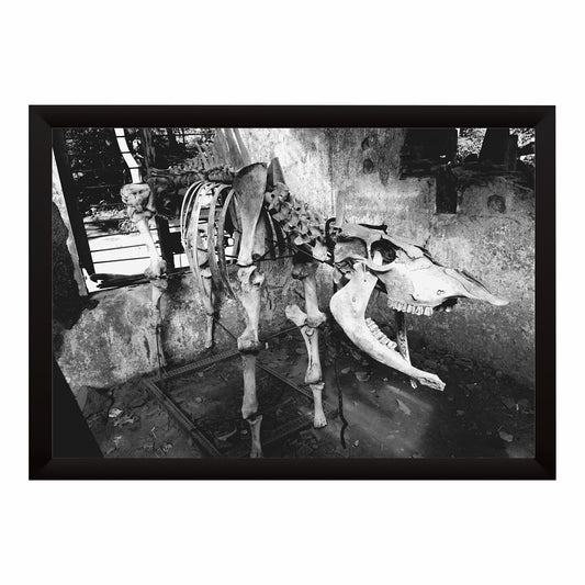 Animal Skeleton Black & White Wall Art | Wildlife Photography