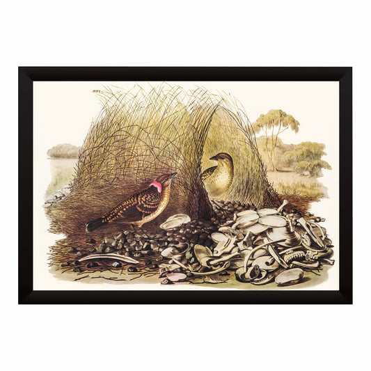 Vintage Bird Wall Art | Antique Nature Illustration