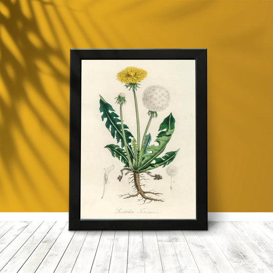 Vintage Dandelion Botanical Wall Frame – Timeless Nature-Inspired Art 🌿