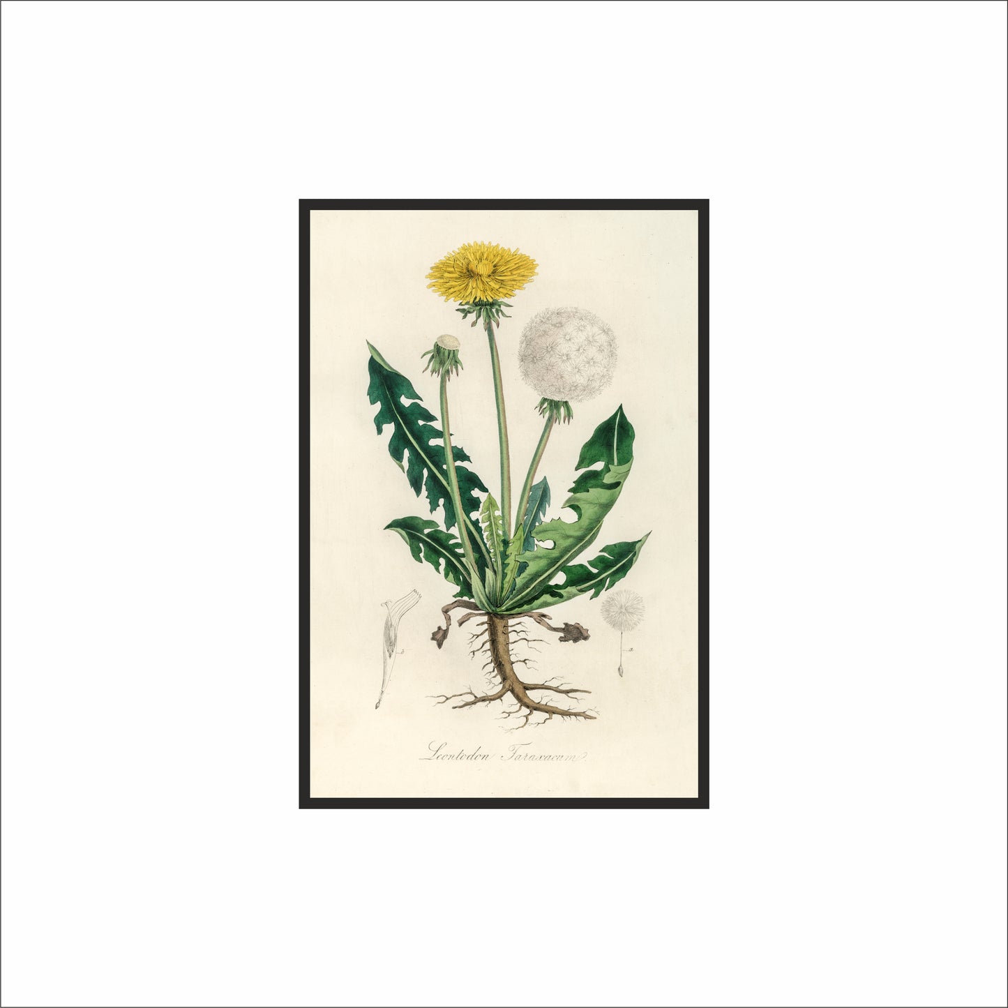 Vintage Dandelion Botanical Wall Frame – Timeless Nature-Inspired Art 🌿